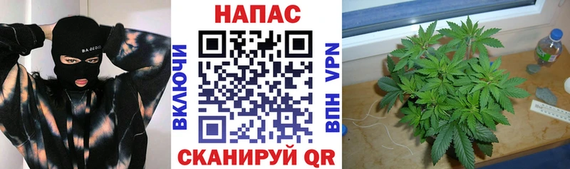 ОМГ ОМГ tor  Тутаев  Бошки Шишки сатива 